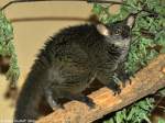 Kleinohr-Riesengalago oder Garnetts Galago (Otolemur garnetti) im Zoo und Botanischen Garten Pilsen (Plzen, Juni 2015).