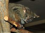 Kleinohr-Riesengalago oder Garnetts Galago (Otolemur garnetti) im Zoo und Botanischen Garten Pilsen (Plzen, Juni 2015).