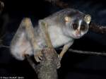 Nrdlicher Grauschlanklori (Loris lydekkerianus nordicus) im Zoologischen Garten Frankfurt am Main (April 2012).