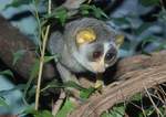 Grauer Schlanklori (Loris lydekkerianus nordicus) Zoologischer Garten Frankfurt am Main (Mai 2008) 