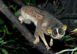 Grauer Schlanklori (Loris lydekkerianus nordicus) Zoologischer Garten Frankfurt am Main (Mai 2008) 