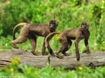 Dschelada (Theropithecus gelada) im Tierpark Berlin (Juli 2015)