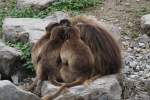 Dscheladas geben sich warm (23.10.2015, Zrich Zoo, Affeninsel)