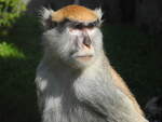 Husarenaffe (Erythrocebus patas) hlt Ausschau im Zoo Leipzig, 12.7.21