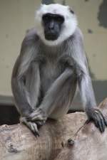  Bengalische Hanuman-Langur (Semnopithecus entellus) am 25.7.2010 im Zoo Heildelberg.