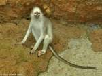 Grauer Sumatra-Langur (Presbytis melalophus mitrata) in der Taman Safari Indonesia Bogor (November 2013).