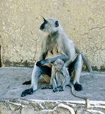 Langurenaffen in Kolkata.