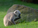 Ein Hanuman-Langur im Oktober 2013 im Zoom Gelsenkirchen.