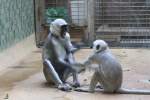 Bengalische Hanuman-Languren (Semnopithecus entellus) beim Austeilen von Ohrfeigen.