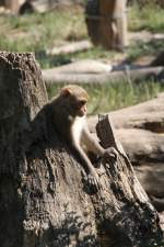 Kleiner Rhesusaffe beim Spielen im Leipziger Zoo.