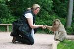 Meine Frau füttert einen Berberaffe im Affenpark  La Montagne des Signes  in Kintzheim (Elsass); 24.05.2014