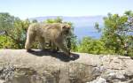 Berberaffe on Upper Rocks in Gibraltar.