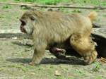 Japan-Makak oder Rotgesichtsmakak (Macaca fuscata).