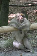 Gelangweilter Berberaffe (Macaca sylvanus) am 11.7.2010 auf dem Affenberg bei Salem.