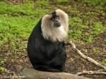 Wanderu oder Bartaffe (Macaca silenus) im Zoologischen Garten Leipzig.