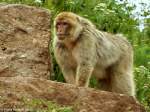 Magot oder Berberaffe (Macaca sylvanus) im Thringer Zoopark Erfurt.