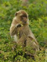 Magot oder Berberaffe (Macaca sylvanus) im Thringer Zoopark Erfurt.