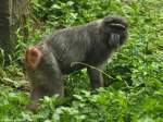 Hecks Makak (Macaca hecki) im Zoologischen Garten Jakarta (November 2013).