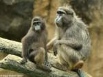 Hecks Makak-Weibchen mit Jungtier (Macaca hecki) im Zoologischen Garten Jakarta (November 2013).