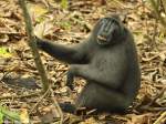 Schopfmakak (Macaca nigra) im Tangkoko National Park (Nord-Sulawesi, November 2013).