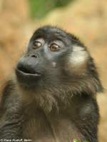 Siberut-Makak (Macaca siberu) in der Taman Safari Indonesia Bogor (November 2013).