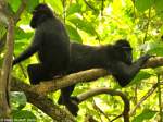 Schopfmakak(Macaca nigra) im Tangkoko National Park - Manado (Nordost-Sulawesi, November 2013).