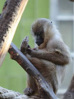 Ein Berberaffe, fotografiert im Zoo Barcelona (Dezember 2011)