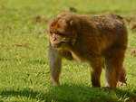 Ein Berberaffe im Zoo Safaripark Stukenbrock.