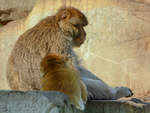 Berberaffen im Zoo Safaripark Stukenbrock.