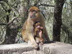Berberaffen (Macaca sylvanus), auf dem Felsen von Gibraltar am 07.10.2016.