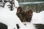 Zwei Rotgesichtsmakaken oder auch Japanmakake oder Schneeaffe genannt (Macaca fuscata) scheinen mit der gegenwrtigen Situation nicht ganz zufrieden zu sein.