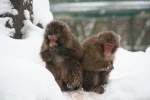 Mir ist soo kalt, hat keiner Handschuhe fr mich? Zwei Rotgesichtsmakaken  (Macaca fuscata) am 9.1.2010 im Tierpark Berlin.