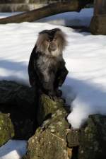 Ein Bartaffe oder auch Wanderu (Macaca silenus) hat sich eine warme Stelle abseits des Schnees ausgesucht.