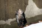 Ghnender und Zhne zeigender Bartaffe oder auch Wanderu (Macaca silenus) am 25.2.2010 im Zoologischen Garten Berlin.