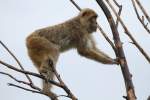 Berberaffe (Macaca sylvanus) versucht durch ste rtteln seine Machtstellung zu untermauern.