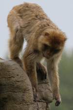 Berberaffe (Macaca sylvanus) beim Klettern.