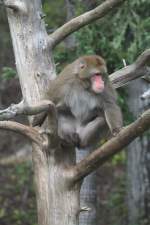 Auf dem Sprung, Japanmakak (Macaca fuscata) setzt sich in Bewegung.