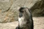 Der Bartaffe oder Wanderu ist eine Primatenart aus der Gattung der Makaken.