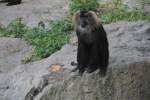 Bartaffe oder Wanderu (Macaca silenus) am 26.6.2010 im Leipziger Zoo.