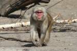 Rotgesichtsmakake (Macaca fuscata) im Tierpark Berlin.