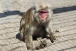 Im Sand buddelnder Rotgesichtsmakake (Macaca fuscata) im Tierpark Berlin.