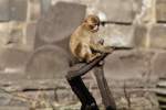 Berberaffe (Macaca sylvanus) im Tierpark Berlin.