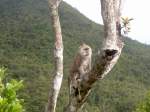 Ein Jacot-dans-Affe (Macaca fascicularis) hlt Ausschau ber die Gruppe.