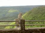 Ein wilder Jacot-dans-Affe (Macaca fascicularis), geniet die Aussicht ber Mauritius und wartet auf etwas essbares.