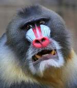 Mandrill