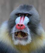 Mandrill - Zoo Berlin