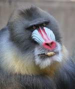 Mandrill - Zoo Berlin