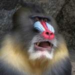 Mandrill