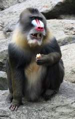 Mandrill