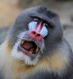 Mandrill